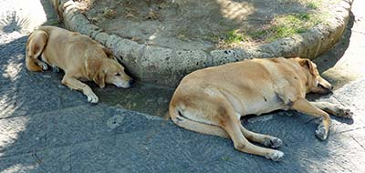 Naples dogs