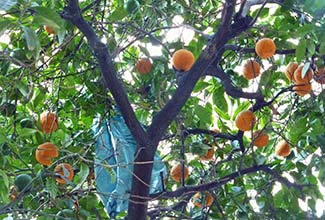 Orange trees in downtown Naples