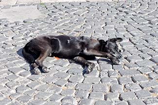 Dog in Naples' Piazza del Plebiscito