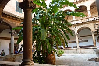 Palma Cathedral cloister