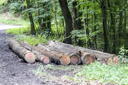 Logs in forest above Miltenberg, Bavaria