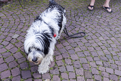 Joy, a Polish Lowland Sheepdog in Miltenberg, Germany