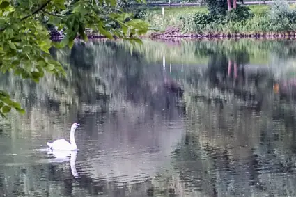 Swans on River Moselle, Bernkastel-Kues