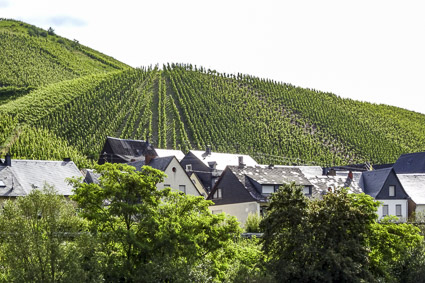 Moselle vineyards