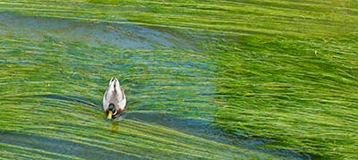 duck in a Montargis canal