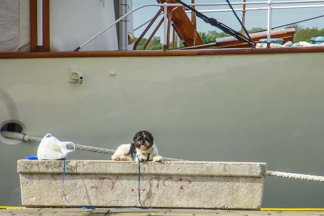 Dog on bench by yacht in Venice, Italy