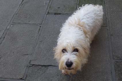 Dog in Chioggia