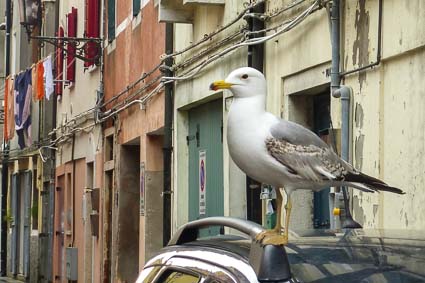 Seagull in Chioggia