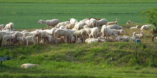 Sheep on Canal Bianco, Po River Valley