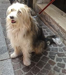 Friendly dog in Ferrara, Italy