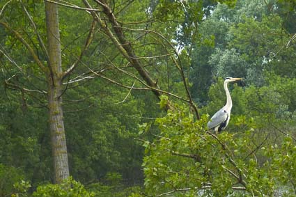 Heron on Lago Inferiore, Mantua