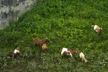 Goats at Conca di San Leone