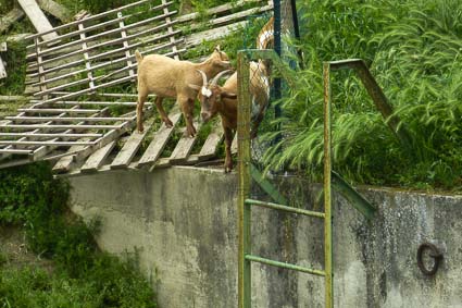 Goats at Conca di San Leone, Italy