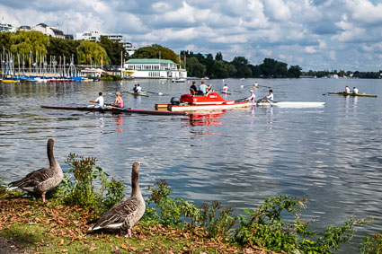 Ducks on Außenalster, Hamburg