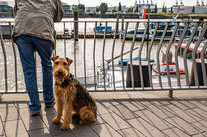 Dog on St. Pauli waterfront, Hamburg, Germany
