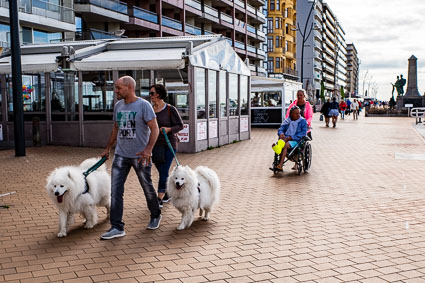 Dogs in Blankenberge, Belgium