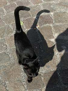 Cat in Bari