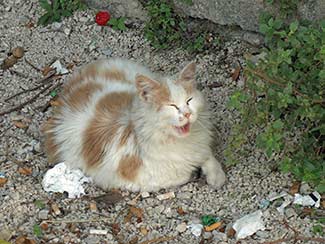 Dubrovnik cat and litter