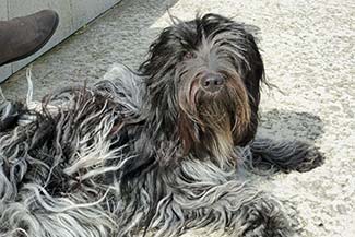 Schapendoes - Dutch Sheepdog