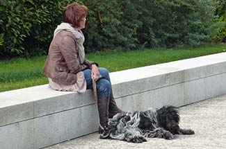 Schapendoes at Normandy American Cemetery