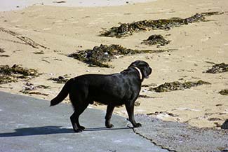 Dog in Arromanches, France
