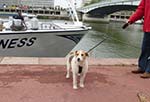 Fox terrier in Rouen