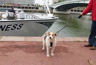 Wire-haired fox terrier in Rouen