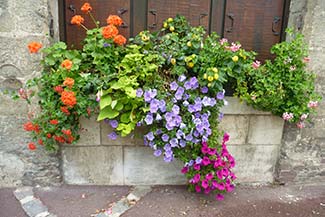 Flowers in Caudebec-en-Caux