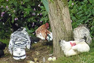 Chickens at Giverny