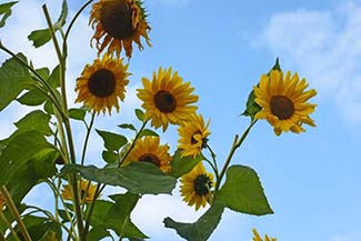 Flowers in Clos Normand, Giverny