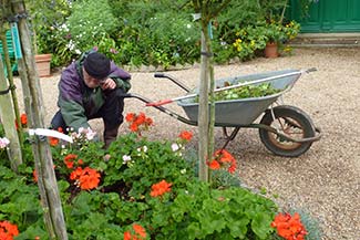 Gardener in Clos Normand, Giverny