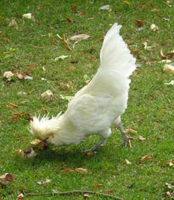 Hen at Giverny