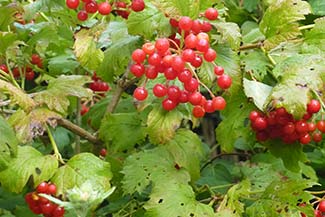 Berries in Water Garden at Giverny