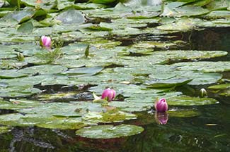 Water lilies at Giverny