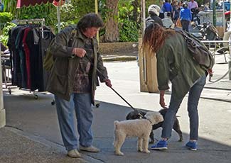 Dogs in Ajaccio, Corsida