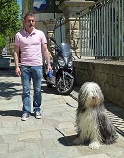 Bearded Collie in Ajaccio, Corsica