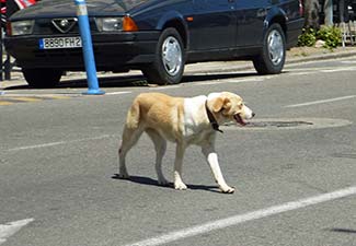 Dog in Ajaccio