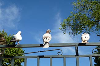 Pigeons in Ajaccio