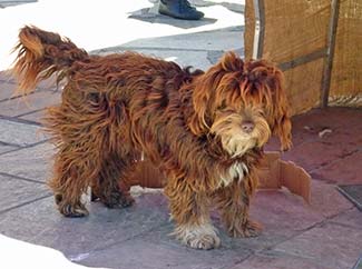 Ajaccio marketplace dog