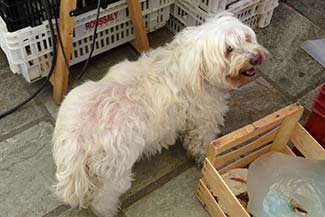 Dog in Ajaccio market