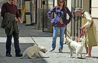 Dogs in Alghero