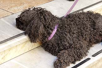 Dog sleeping on shop steps in Alghero, Sardinia