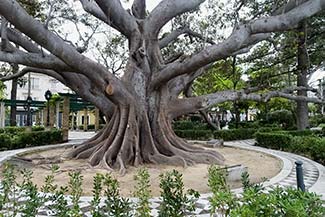 Huge tree in Cadiz