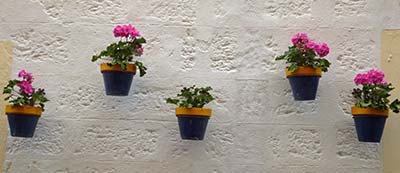 Flowerpots on a Cadiz wall