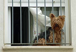 Yorkshire terrier in Cadiz, Spain