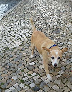 Dog in Alfalma