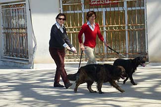 Two dogs in Port Mahon