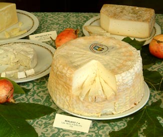 Cheese photo