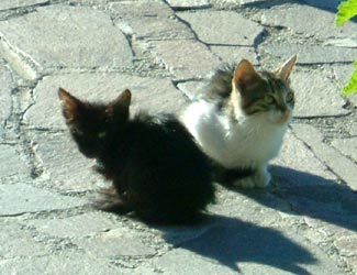 Two kittens in the Port of Maratea