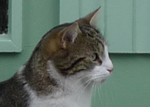 cropped cat photo